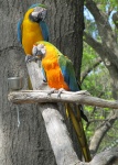Wznosi Papugi