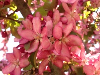 粉红色的山茱萸花树