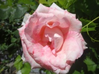 Růžová růže
