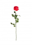 Rosa ros isolerad
