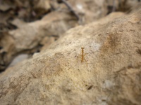 Mantis religiosa sobre la roca