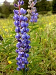 Paars lupine