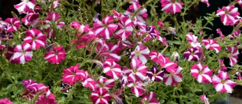 Red and White Petunia Flowers