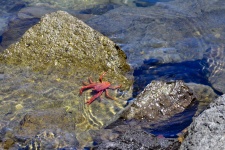 Crabe rouge sur le Rocher