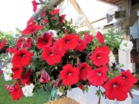 Red flowers 3