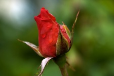 Red Rose Bud With Dew