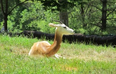 Relaxing Gazelle