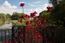 Remembrance Red Poppies