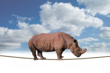 Rhino balanceren op touw
