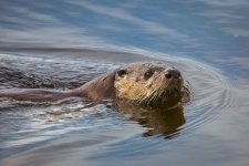 River Otter Swimming