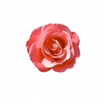 Rose Isolated