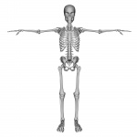 Esqueleto ryan
