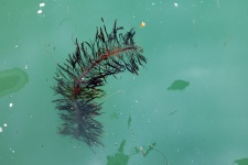 Seaweed Floating In Ocean