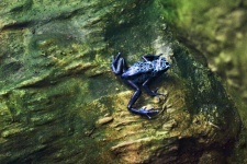 Small Blue Frog