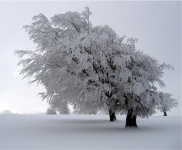 Sneeuw Behandelde Bomen