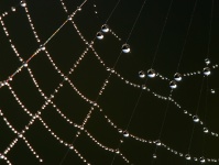 Spinnen-Netz-Makro