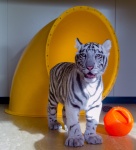 Tiger Cub Portrét