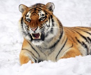 老虎在雪地
