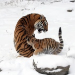 Tigres que jogam na neve