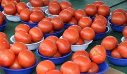 Rajčata na prodej