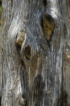 Tree Knot Pattern