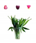 Tulip Isolated