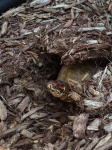 Turtle Peeking Out