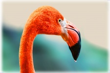 Unpretentious Hypermodest Flamingo
