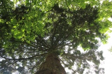 Horní pohled na strom
