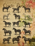 Vintage Postkarte Pferderassen