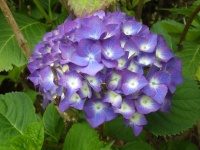 Fialové květy