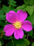 Vivid rosa blomma