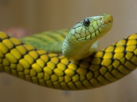 Western Green Mamba Snake