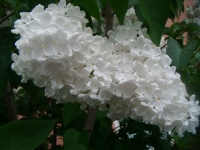 Białe kwiaty