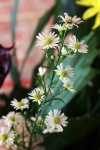 White Tiny Flowers