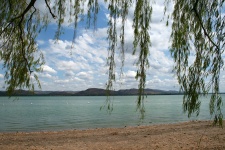 Willow tree on dam shore