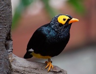 Yellow Faced Myna Uccello