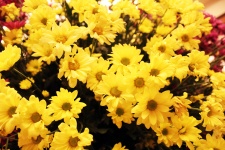 żółte kwiaty