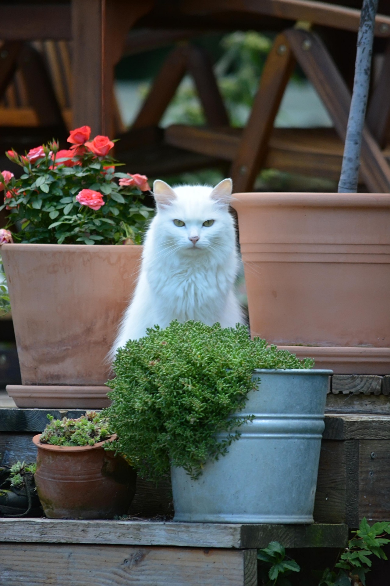 White Cat Free Stock Photo - Public Domain Pictures
