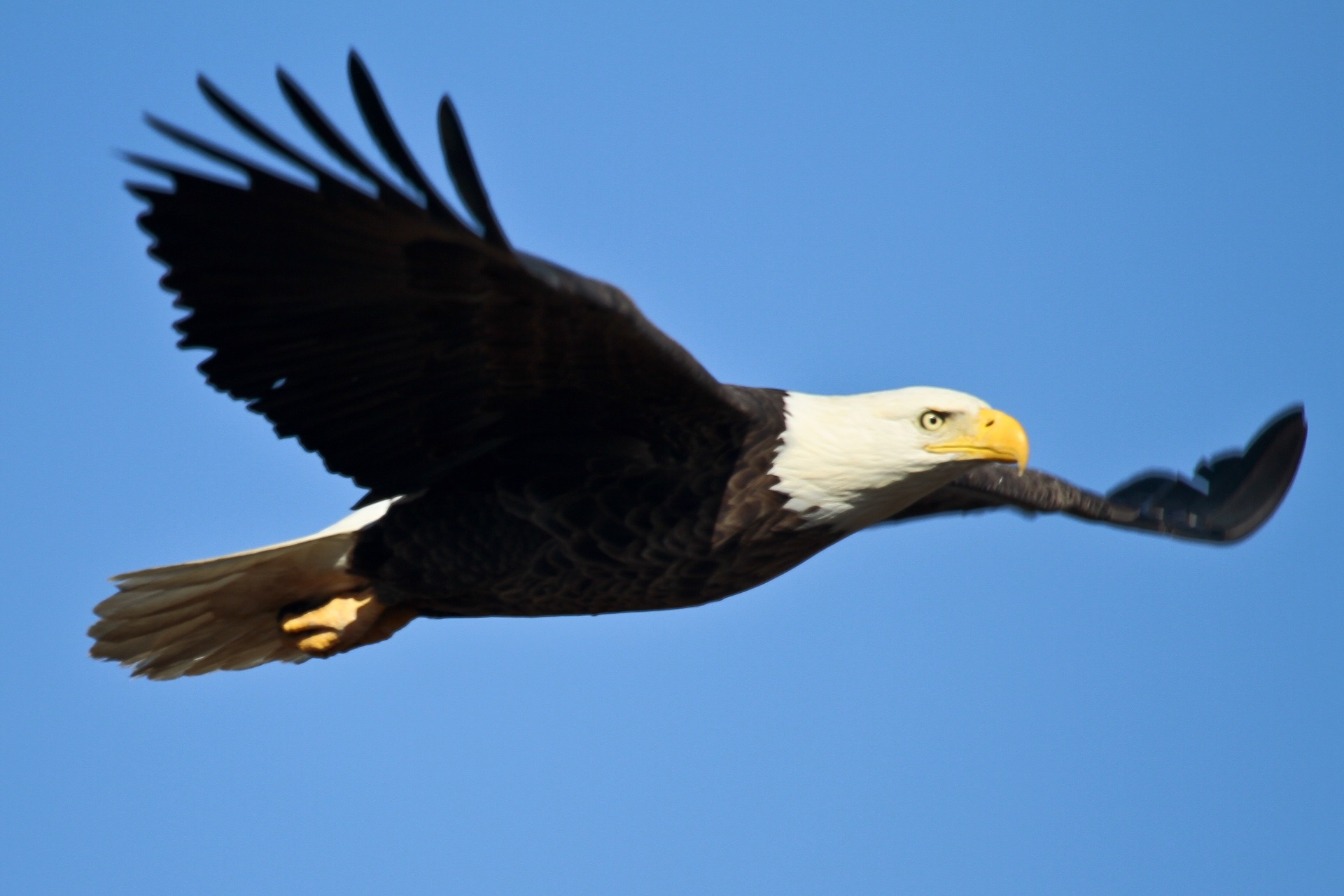 Bald Eagle In Flight Free Stock Photo - Public Domain Pictures