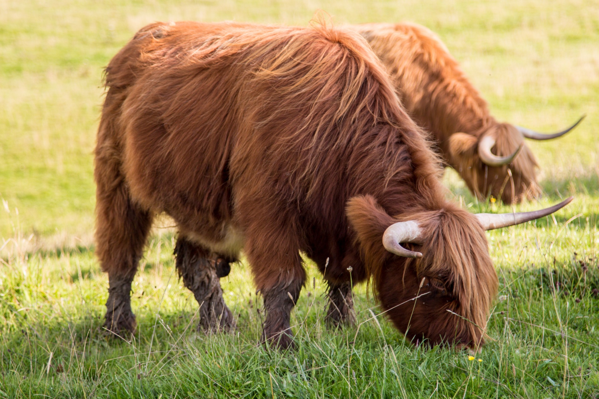 FileCow highland cattle mirrored.jpg Wikipedia