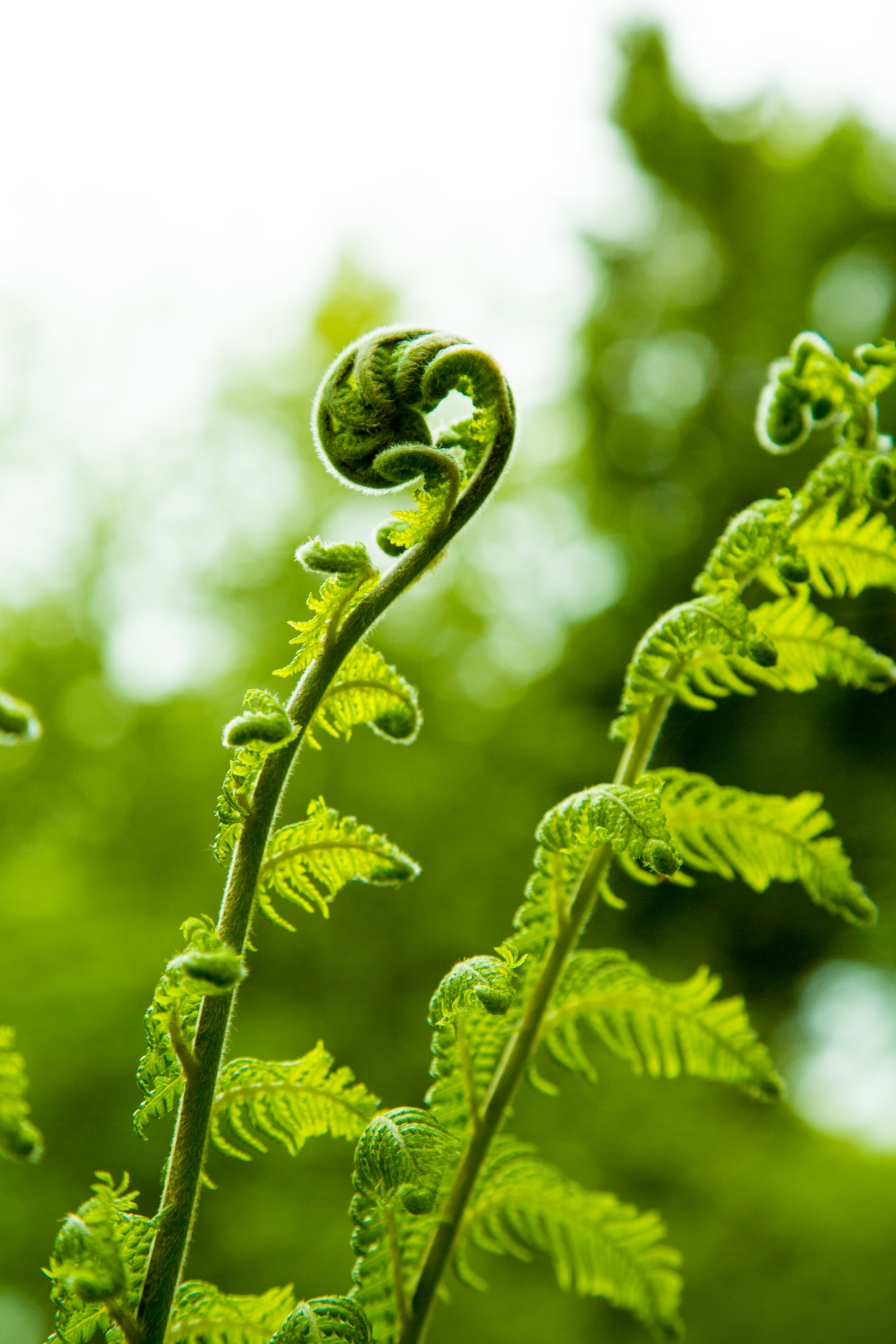 Fern Free Stock Photo - Public Domain Pictures