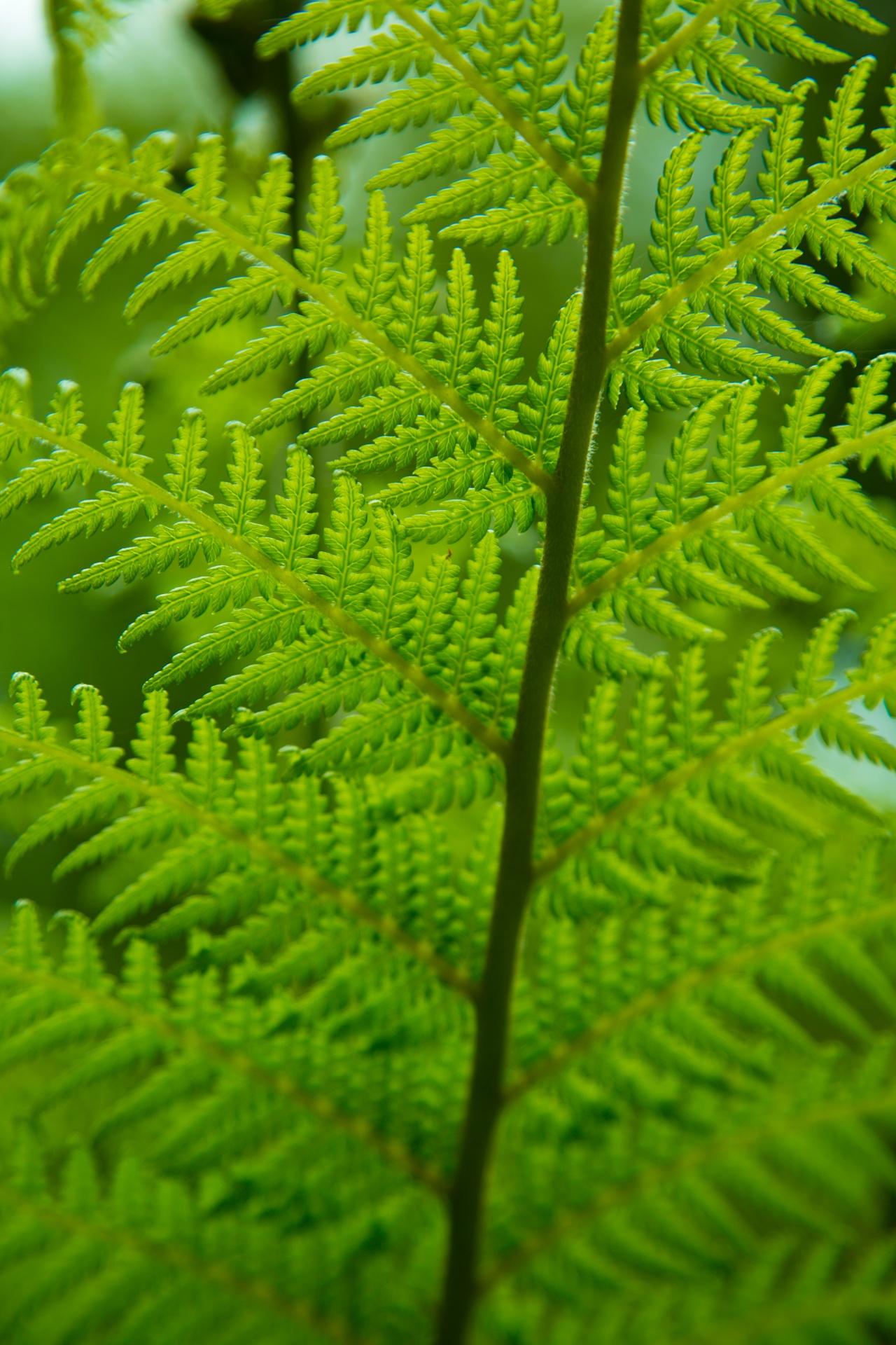 fern-free-stock-photo-public-domain-pictures