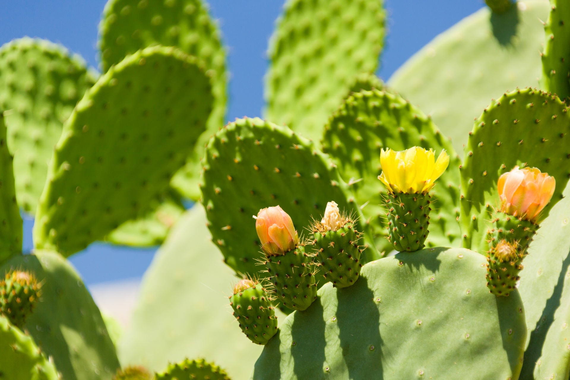 flowering-cactus-free-stock-photo-public-domain-pictures