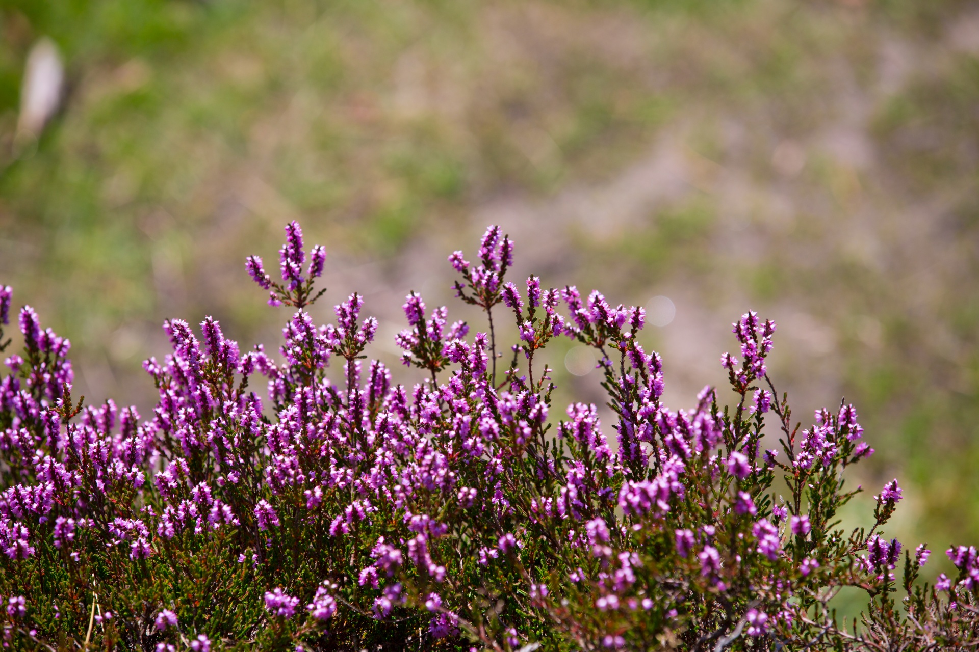 Information On The Care And Maintenance Of Heather Plants