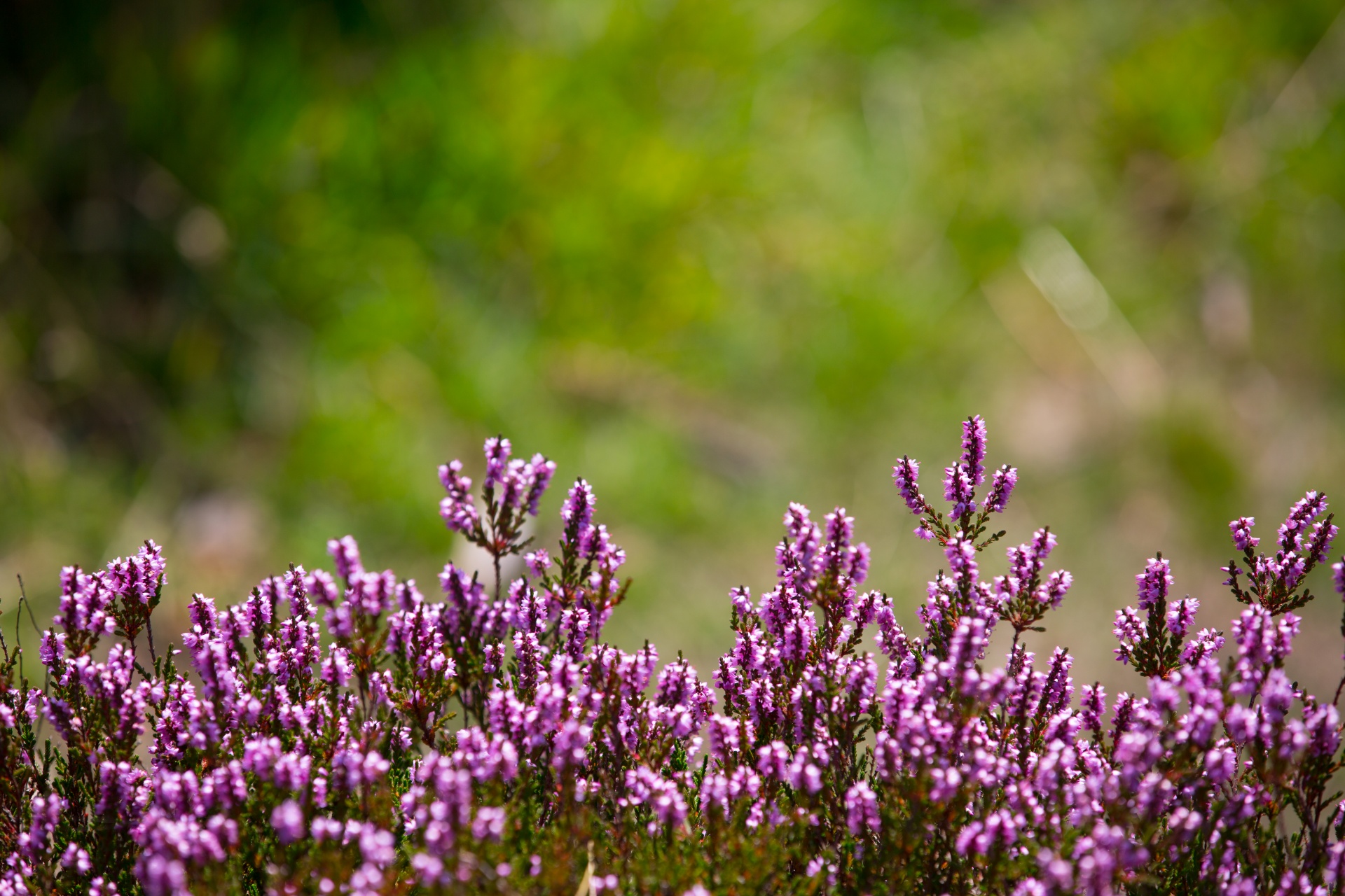 Colorful Heather Free Stock Photo - Public Domain Pictures