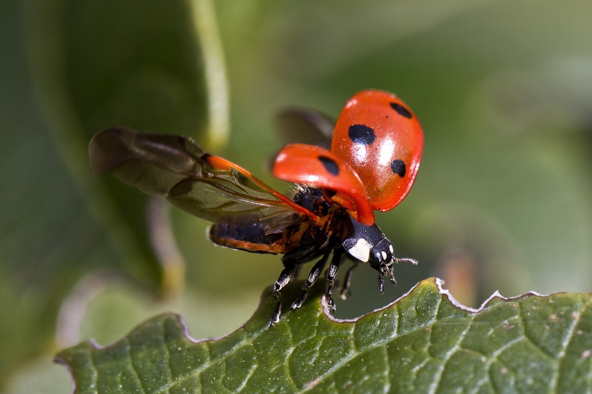 Ladybug beetles with wings spread while on a leaf