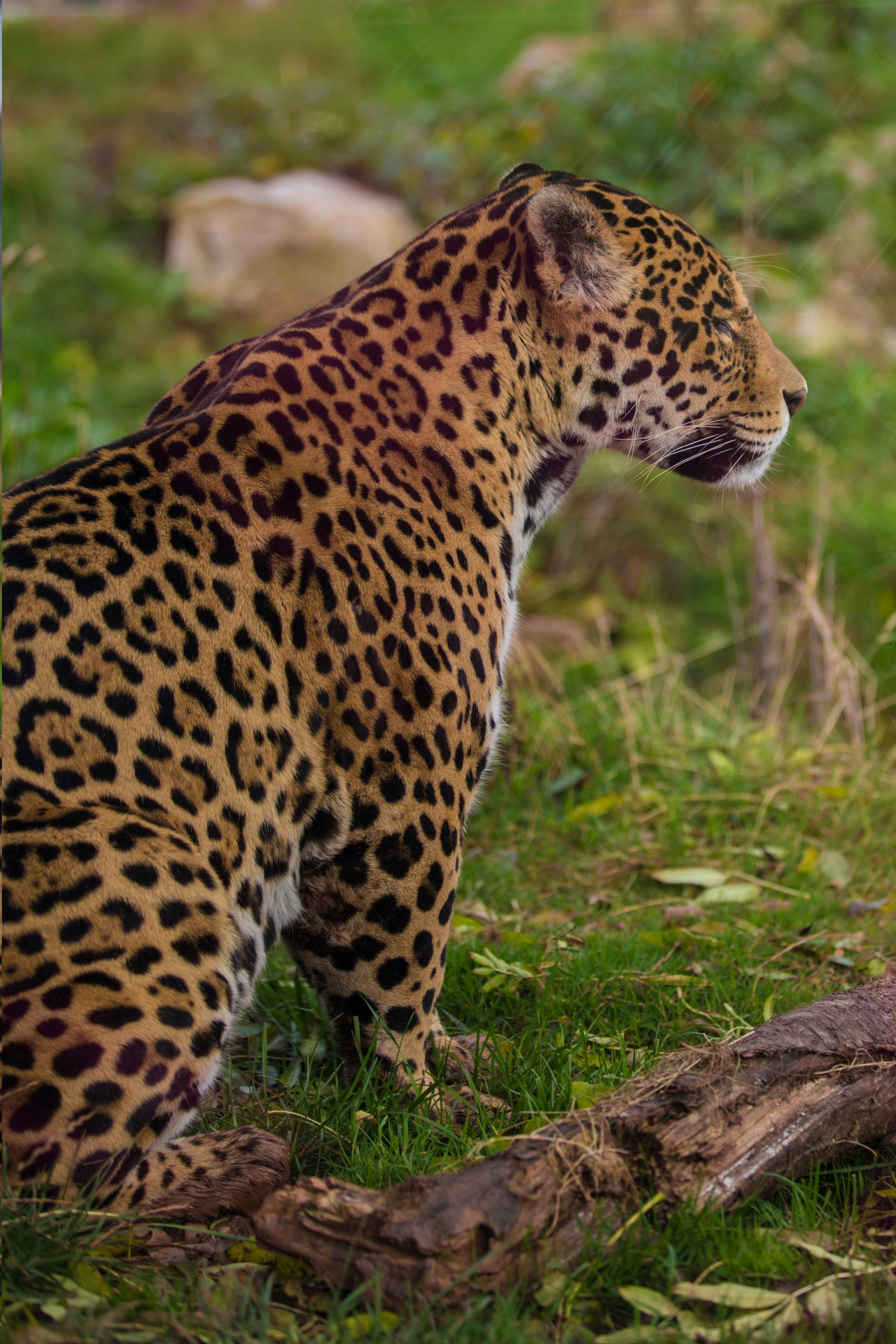 Leopard Free Stock Photo - Public Domain Pictures