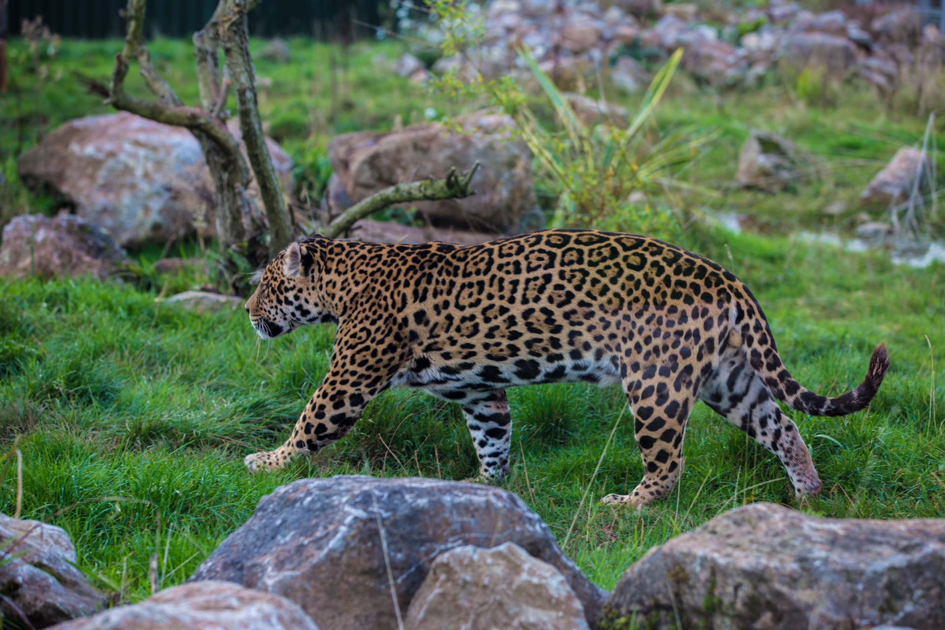 Fondos de pantalla : leopardo cazador, lengua, Ojos, depredador ...