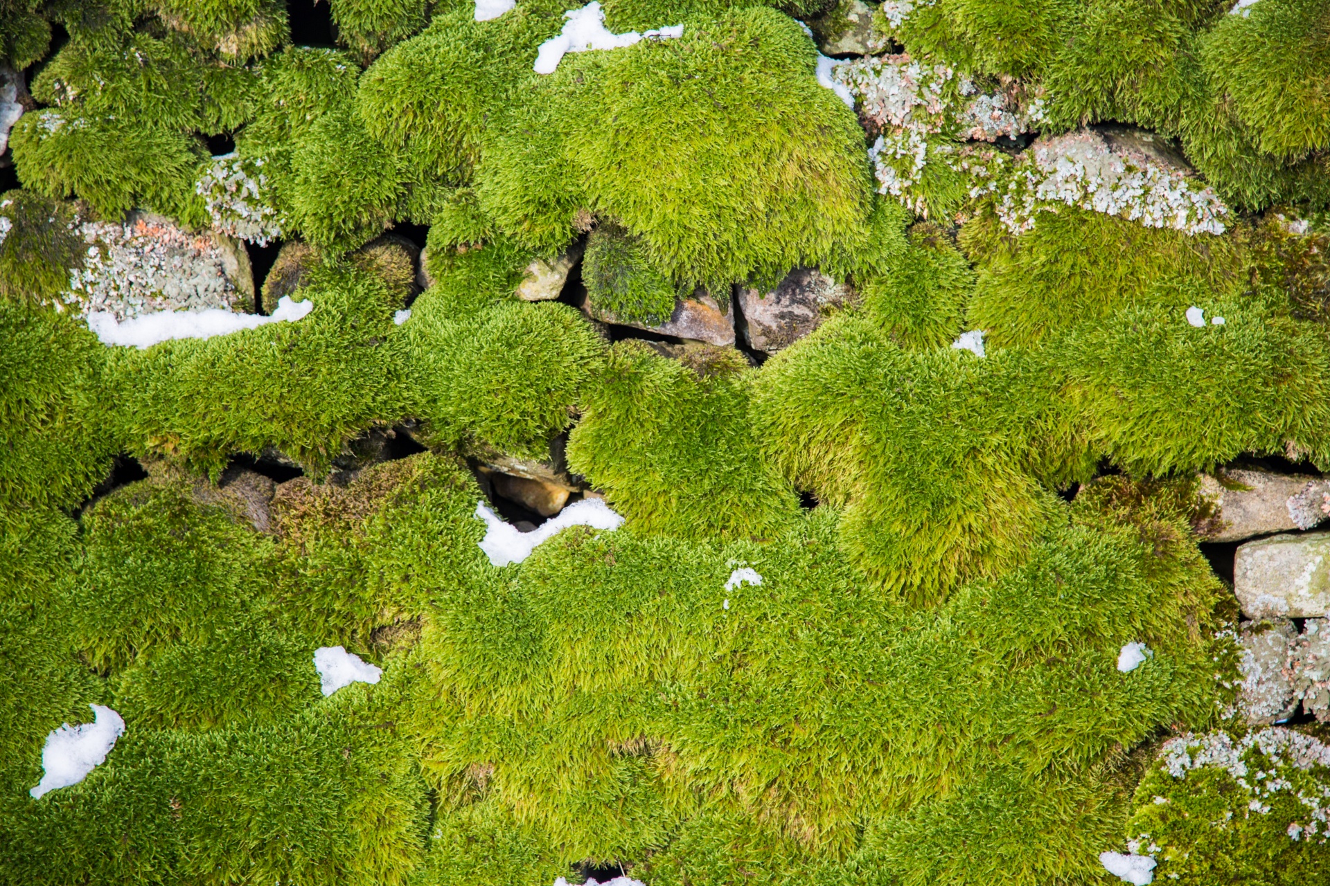 FAQs 2 — Le' Moss Sea Moss